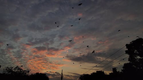 有关birds_flying, 一群鸟, 多云的天空的免费素材视频