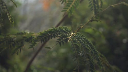 有关cinemagraph, forestpark, 和平的免费素材视频