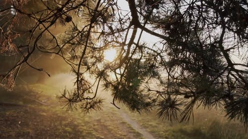 有关分支机构, 天性, 户外的免费素材视频