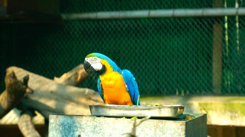 有关动物, 吃, 专注的免费素材视频