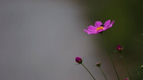 有关小, 工厂, 微距拍摄的免费素材视频