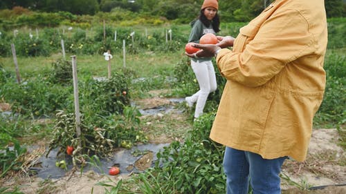 妇女比较收获的西红柿 · 免费素材视频