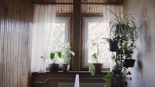 有关公寓, 多肉植物, 室内植物的免费素材视频