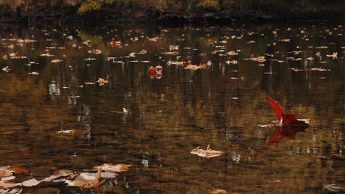 有关下落, 天性, 平静的水面的免费素材视频