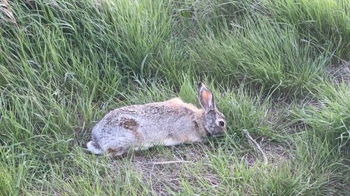 有关兔子, 动物, 可爱的的免费素材视频