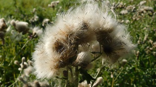 有关天性, 工厂, 户外的免费素材视频