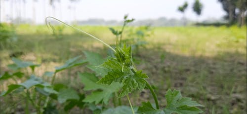 有关多风, 天性, 工厂的免费素材视频