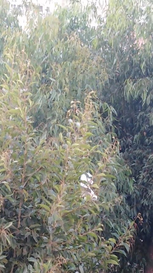 有关分支机构, 垂直视频, 天性的免费素材视频