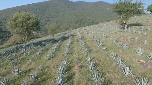 有关多肉植物, 天性, 山顶风光的免费素材视频