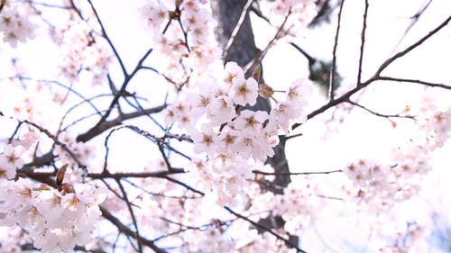 盛开的樱花 · 免费素材视频