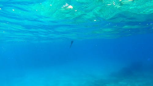 有关天性, 水下, 海的免费素材视频