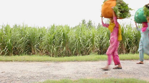 有关农民, 印度, 天性的免费素材视频