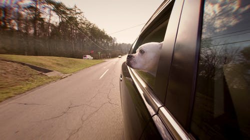 有关交通, 伴侣, 可爱的免费素材视频