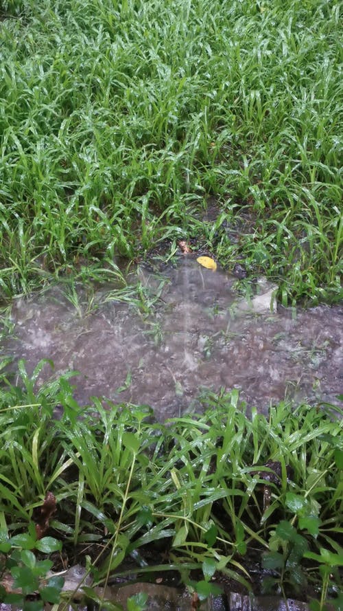 有关下雨, 地面, 垂直视频的免费素材视频