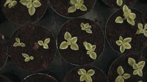 有关Flatlay, 土, 天性的免费素材视频
