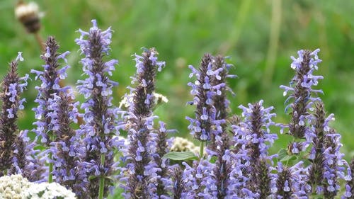 有关ガライメダン, プラドスデガライ, 增长的免费素材视频