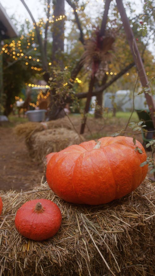 有关乾草, 葫芦, 蔬菜的免费素材视频