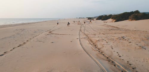 有关动物, 多云的, 户外的免费素材视频