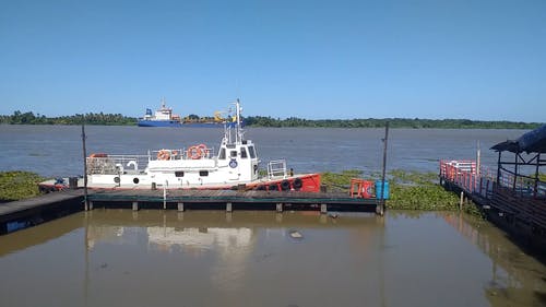 有关天性, 天空, 植物的免费素材视频