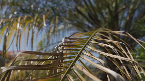 有关天性, 户外, 棕榈树的免费素材视频