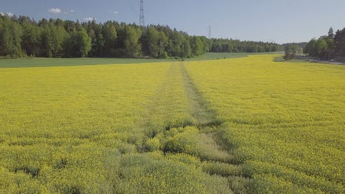 有关天性, 工厂, 广大的免费素材视频
