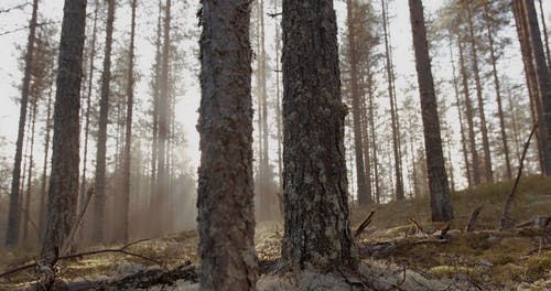 有关光, 冒险, 地面射击的免费素材视频