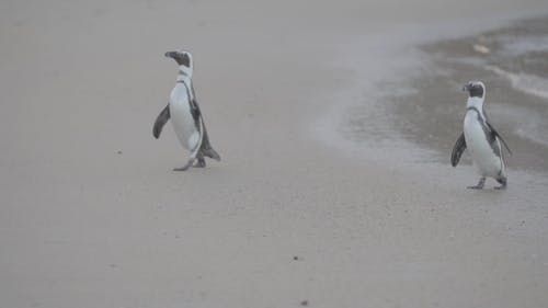 有关企鹅, 动物, 南非的免费素材视频