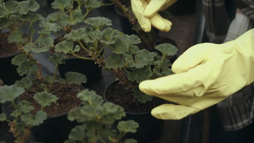 有关乳胶手套, 保重, 雇员的免费素材视频