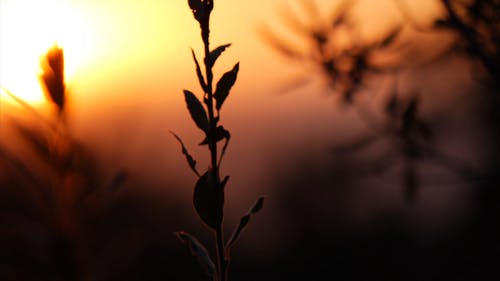 有关农田, 剪影, 多风的免费素材视频