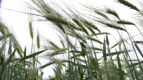 有关低角度拍摄, 天性, 天空的免费素材视频