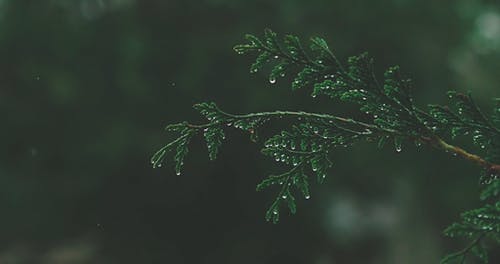 有关下雨, 天性, 天气的免费素材视频