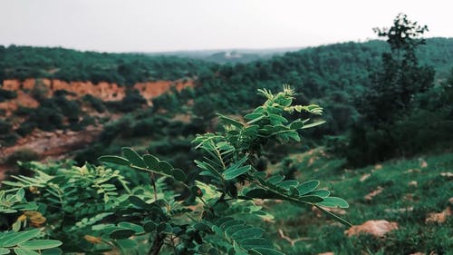 有关天性, 工厂, 户外的免费素材视频