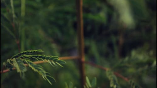 有关分支机构, 模糊背景, 树木的免费素材视频