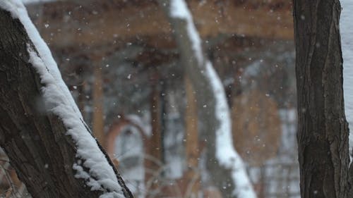 有关下雪, 下雪的, 公园的免费素材视频