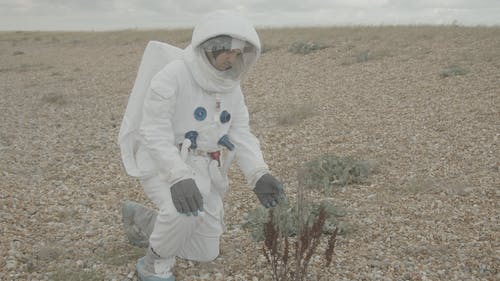 宇航员碰植物 · 免费素材视频