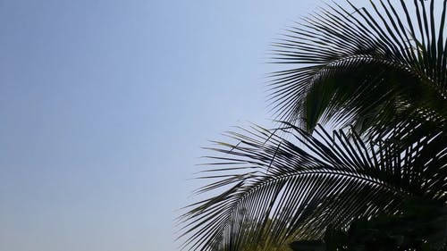 有关低角度视图, 多风, 户外的免费素材视频