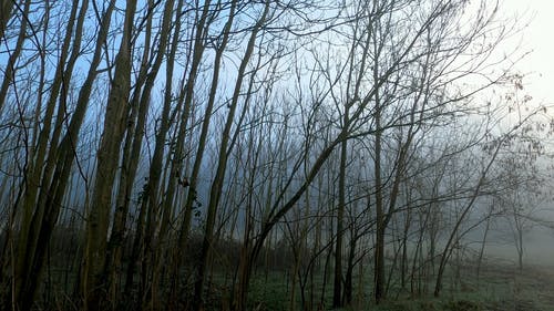 有关4k, 天性, 平移拍摄的免费素材视频