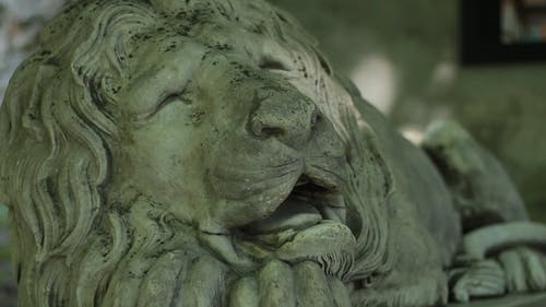 有关动物, 特写, 狮子的免费素材视频