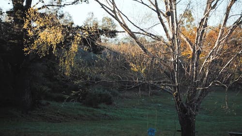 有关分支机构, 天性, 广角拍摄的免费素材视频