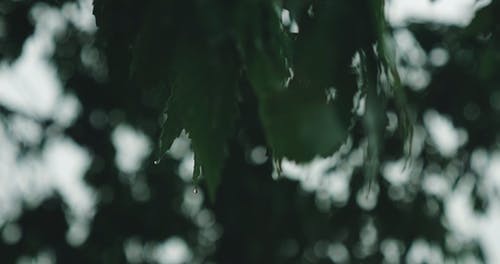 有关下雨, 后雨, 慢动作的免费素材视频