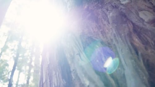 有关光, 公园, 天性的免费素材视频