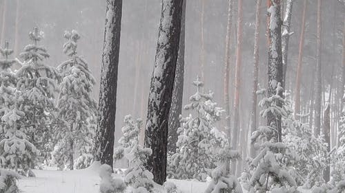 有关@户外, 下雪的, 冷冰冰的免费素材视频