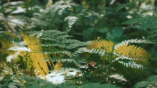 有关天性, 植物, 树叶的免费素材视频