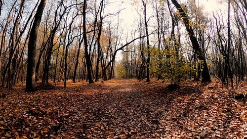 有关乾燥, 天性, 树干的免费素材视频