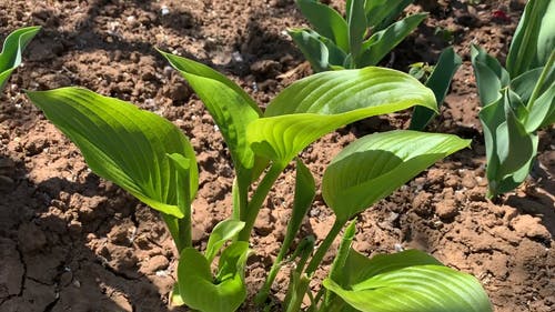 有关土, 天性, 工厂的免费素材视频