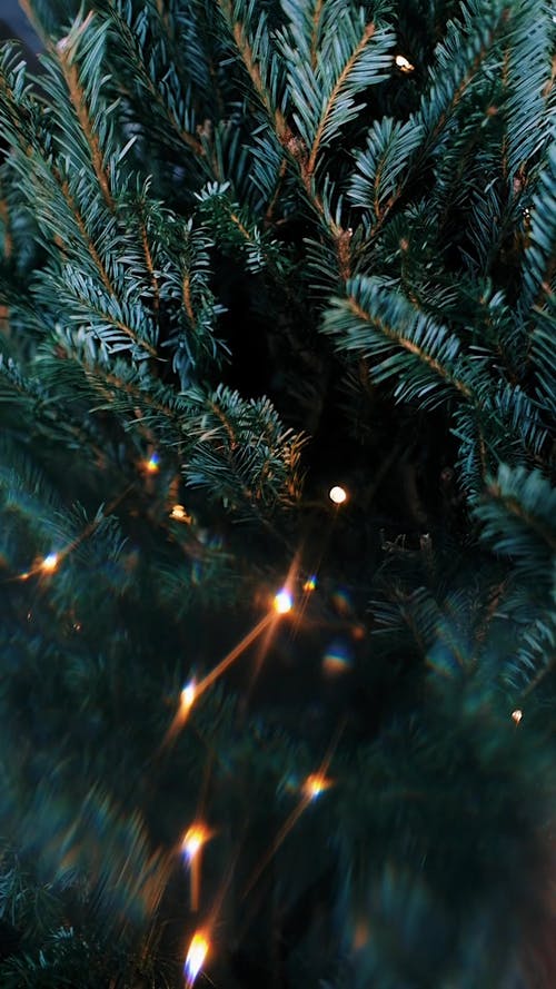 有关分支机构, 垂直, 模糊的免费素材视频