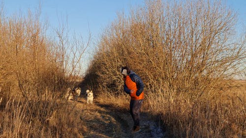 有关动物, 品种, 小径的免费素材视频