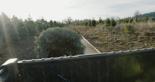 有关卡车, 户外, 林场的免费素材视频