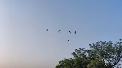 有关动物, 天性, 天空的免费素材视频