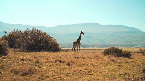 有关南非, 天性, 山的免费素材视频